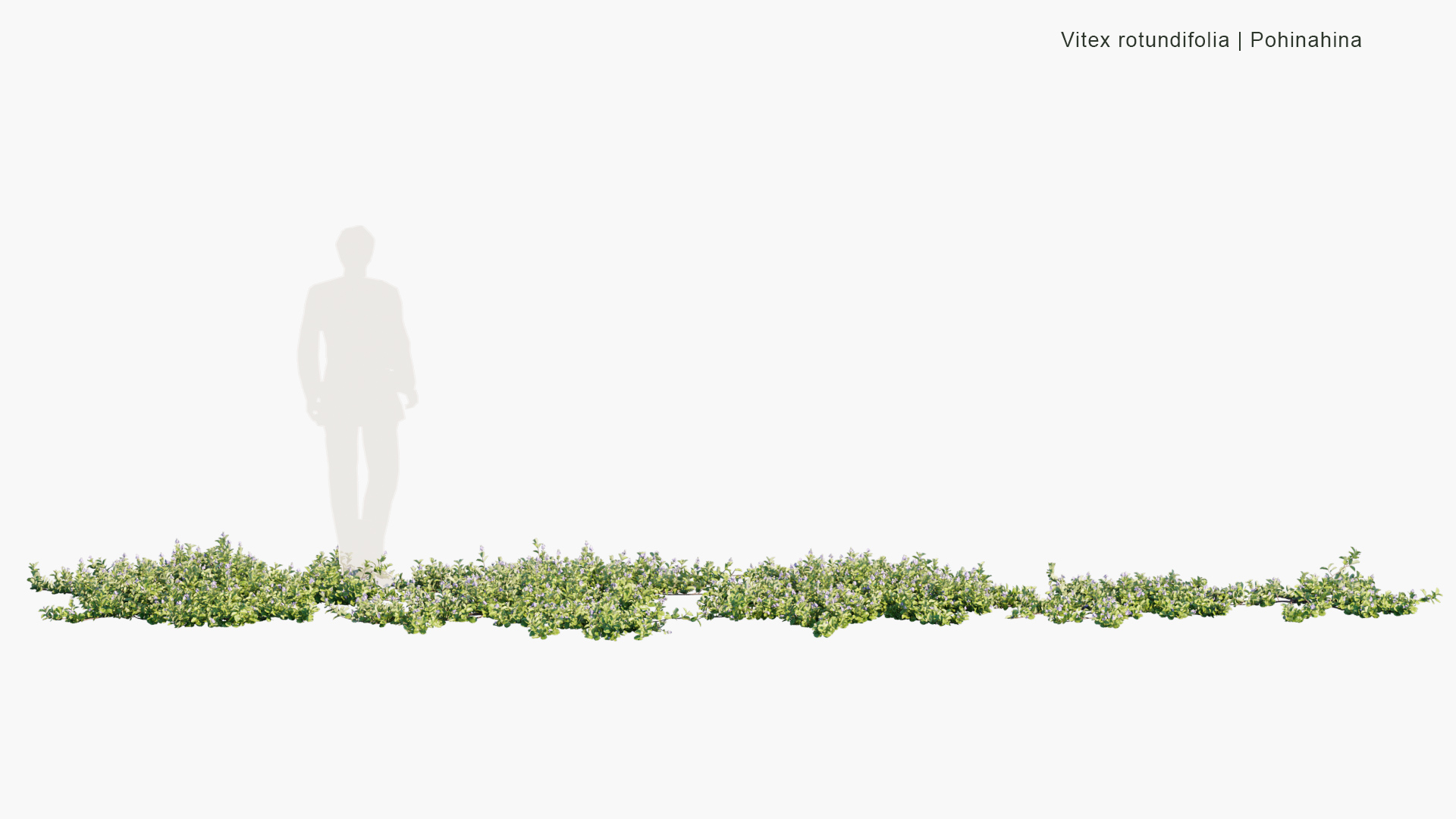 Vitex-rotundifolia_PRV2