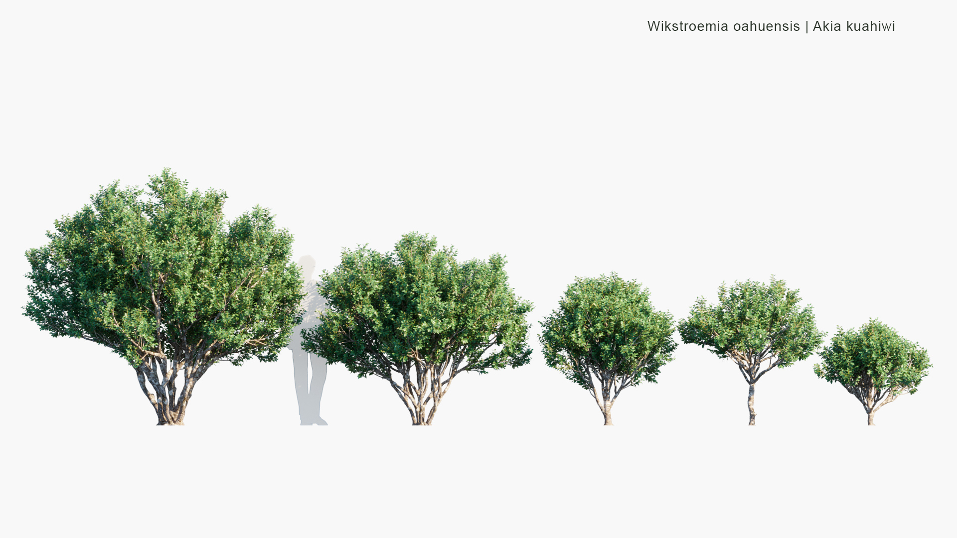 Wikstroemia-oahuensis_PRV1