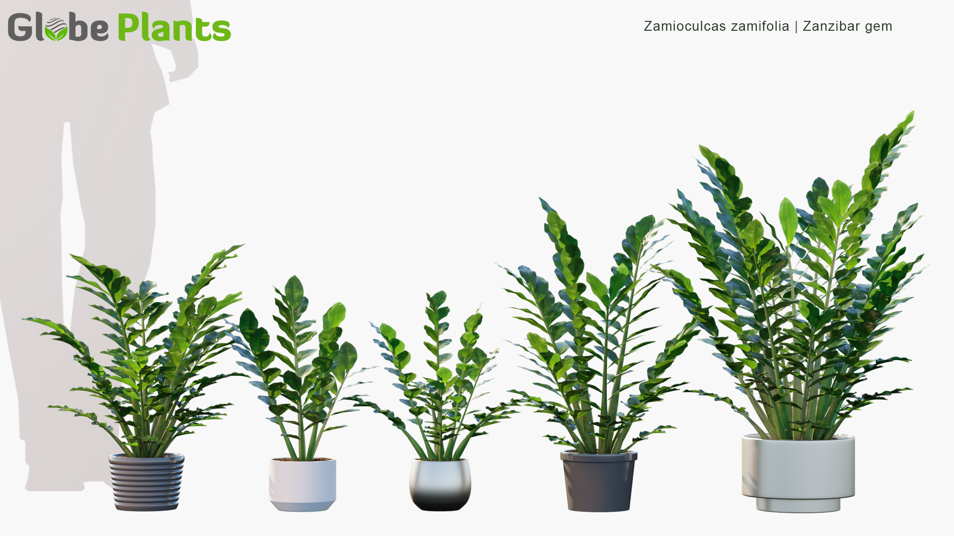Zamioculcas-zamifolia_PRV1