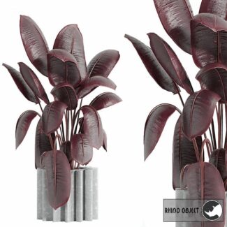 indoor plant 65 Rhino